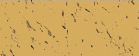 Weberpaint Silcolor - 15L