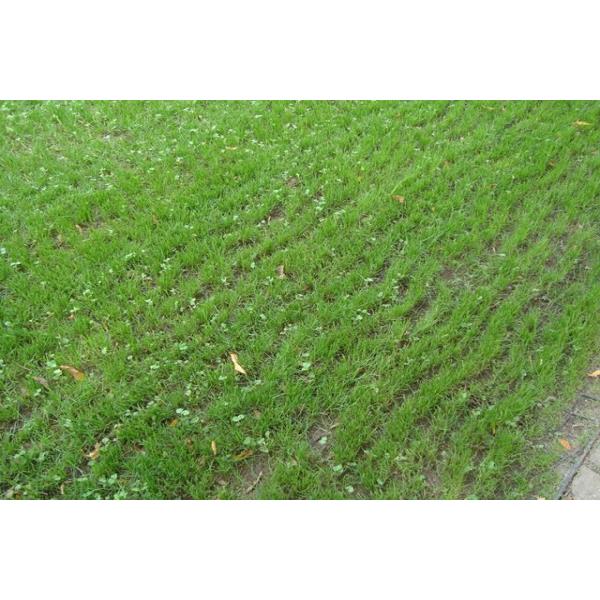 Geogrelha - Wave One 75 T/M2